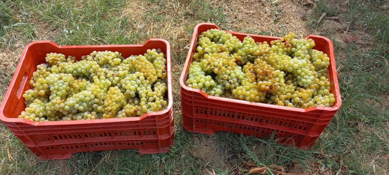 1929 Wine Food Relax Agriturismo Acqui Terme Zewnętrze zdjęcie